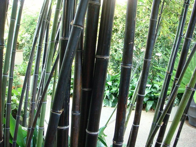 452 Longwood Gardens [2008 August 23].JPG - Longwood Gardens in Pennsylvania